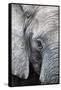 Eye of the African elephant, Serengeti National Park, Tanzania, East Africa, Africa-Ashley Morgan-Framed Stretched Canvas