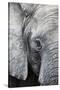 Eye of the African elephant, Serengeti National Park, Tanzania, East Africa, Africa-Ashley Morgan-Stretched Canvas