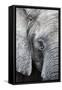 Eye of the African elephant, Serengeti National Park, Tanzania, East Africa, Africa-Ashley Morgan-Framed Stretched Canvas