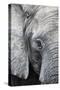 Eye of the African elephant, Serengeti National Park, Tanzania, East Africa, Africa-Ashley Morgan-Stretched Canvas