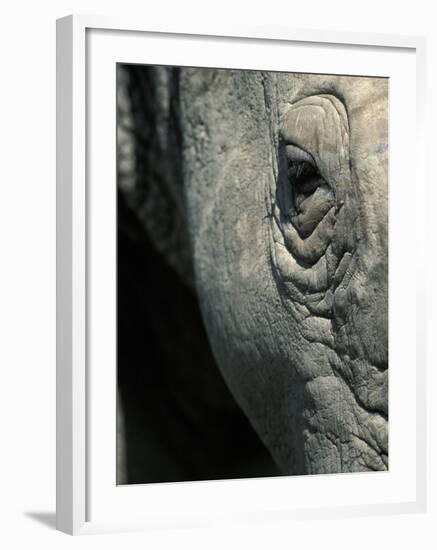 Eye of White Rhinoceros, Lake Nakuru National Park, Kenya-Paul Souders-Framed Photographic Print