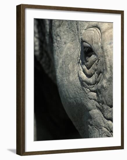 Eye of White Rhinoceros, Lake Nakuru National Park, Kenya-Paul Souders-Framed Photographic Print