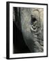 Eye of White Rhinoceros, Lake Nakuru National Park, Kenya-Paul Souders-Framed Photographic Print