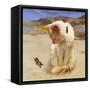 Eye on Butterfly V-Diane Hoeptner-Framed Stretched Canvas