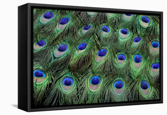 Eye-Spots on Male Peacock Tail Feathers Fanned Out in Colorful Designed Pattern-Darrell Gulin-Framed Stretched Canvas