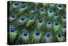 Eye-Spots on Male Peacock Tail Feathers Fanned Out in Colorful Designed Pattern-Darrell Gulin-Stretched Canvas