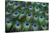 Eye-Spots on Male Peacock Tail Feathers Fanned Out in Colorful Designed Pattern-Darrell Gulin-Stretched Canvas