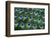 Eye-Spots on Male Peacock Tail Feathers Fanned Out in Colorful Designed Pattern-Darrell Gulin-Framed Premium Photographic Print