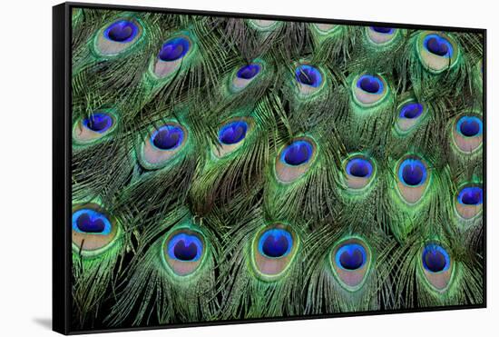 Eye-Spots on Male Peacock Tail Feathers Fanned Out in Colorful Designed Pattern-Darrell Gulin-Framed Stretched Canvas