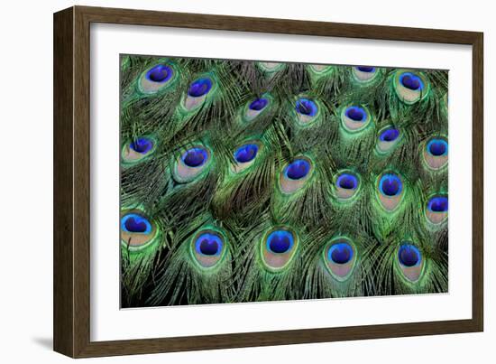 Eye-Spots on Male Peacock Tail Feathers Fanned Out in Colorful Designed Pattern-Darrell Gulin-Framed Photographic Print