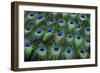 Eye-Spots on Male Peacock Tail Feathers Fanned Out in Colorful Designed Pattern-Darrell Gulin-Framed Photographic Print
