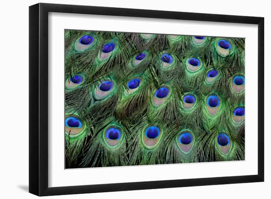 Eye-Spots on Male Peacock Tail Feathers Fanned Out in Colorful Designed Pattern-Darrell Gulin-Framed Photographic Print