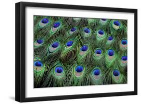 Eye-Spots on Male Peacock Tail Feathers Fanned Out in Colorful Designed Pattern-Darrell Gulin-Framed Photographic Print