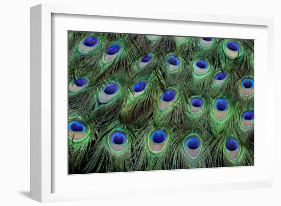 Eye-Spots on Male Peacock Tail Feathers Fanned Out in Colorful Designed Pattern-Darrell Gulin-Framed Photographic Print