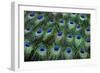 Eye-Spots on Male Peacock Tail Feathers Fanned Out in Colorful Designed Pattern-Darrell Gulin-Framed Photographic Print