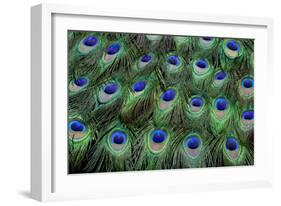 Eye-Spots on Male Peacock Tail Feathers Fanned Out in Colorful Designed Pattern-Darrell Gulin-Framed Photographic Print