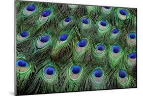Eye-Spots on Male Peacock Tail Feathers Fanned Out in Colorful Designed Pattern-Darrell Gulin-Mounted Photographic Print