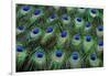 Eye-Spots on Male Peacock Tail Feathers Fanned Out in Colorful Designed Pattern-Darrell Gulin-Framed Photographic Print