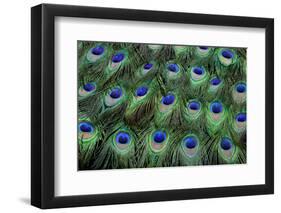 Eye-Spots on Male Peacock Tail Feathers Fanned Out in Colorful Designed Pattern-Darrell Gulin-Framed Photographic Print