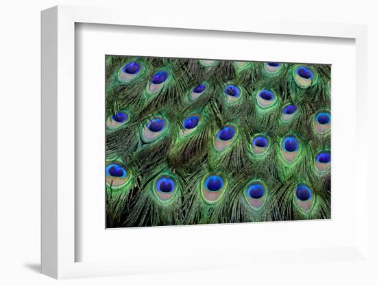 Eye-Spots on Male Peacock Tail Feathers Fanned Out in Colorful Designed Pattern-Darrell Gulin-Framed Photographic Print