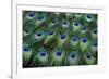 Eye-Spots on Male Peacock Tail Feathers Fanned Out in Colorful Designed Pattern-Darrell Gulin-Framed Photographic Print