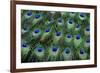 Eye-Spots on Male Peacock Tail Feathers Fanned Out in Colorful Designed Pattern-Darrell Gulin-Framed Photographic Print