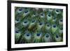 Eye-Spots on Male Peacock Tail Feathers Fanned Out in Colorful Designed Pattern-Darrell Gulin-Framed Photographic Print