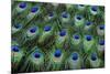 Eye-Spots on Male Peacock Tail Feathers Fanned Out in Colorful Designed Pattern-Darrell Gulin-Mounted Photographic Print