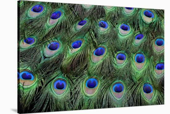 Eye-Spots on Male Peacock Tail Feathers Fanned Out in Colorful Designed Pattern-Darrell Gulin-Stretched Canvas