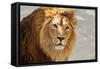 Eye to Eye Contact with a Young Asian Lion.-olga_gl-Framed Stretched Canvas