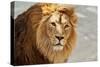 Eye to Eye Contact with a Young Asian Lion.-olga_gl-Stretched Canvas