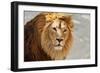 Eye to Eye Contact with a Young Asian Lion.-olga_gl-Framed Photographic Print