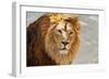 Eye to Eye Contact with a Young Asian Lion.-olga_gl-Framed Photographic Print