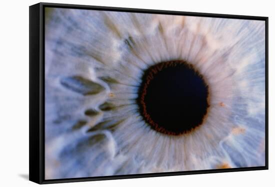 Eye-Martin Dohrn-Framed Stretched Canvas