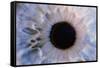 Eye-Martin Dohrn-Framed Stretched Canvas