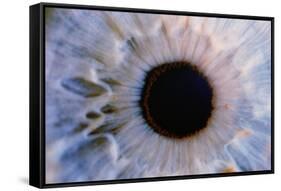Eye-Martin Dohrn-Framed Stretched Canvas