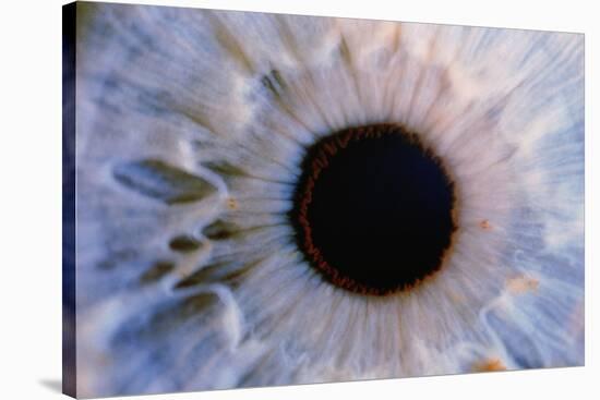 Eye-Martin Dohrn-Stretched Canvas