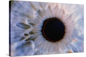 Eye-Martin Dohrn-Stretched Canvas