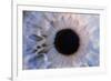 Eye-Martin Dohrn-Framed Photographic Print