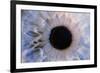 Eye-Martin Dohrn-Framed Photographic Print