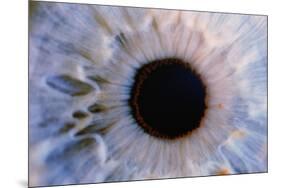 Eye-Martin Dohrn-Mounted Photographic Print