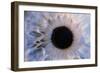 Eye-Martin Dohrn-Framed Photographic Print