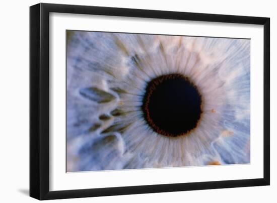 Eye-Martin Dohrn-Framed Photographic Print