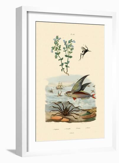 Eyebright, 1833-39-null-Framed Premium Giclee Print