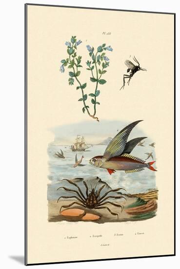 Eyebright, 1833-39-null-Mounted Premium Giclee Print