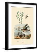 Eyebright, 1833-39-null-Framed Giclee Print