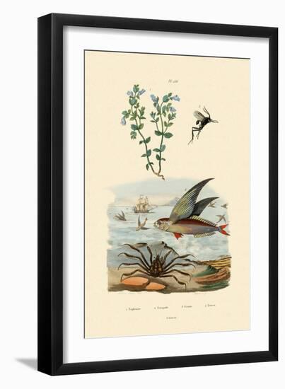 Eyebright, 1833-39-null-Framed Giclee Print