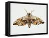 Eyed Hawk-Moth (Smerinthus Ocellata), Sphingidae. Artwork by Steve Roberts-null-Framed Stretched Canvas