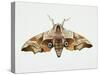 Eyed Hawk-Moth (Smerinthus Ocellata), Sphingidae. Artwork by Steve Roberts-null-Stretched Canvas