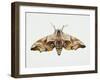 Eyed Hawk-Moth (Smerinthus Ocellata), Sphingidae. Artwork by Steve Roberts-null-Framed Giclee Print